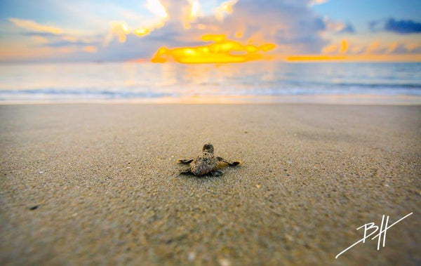 Ben Hicks Photography - Florida Sea Turtle Company